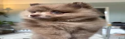 Pomeranian dogs for sale: 100% POM!🐻DNA&HEALTH TESTED!🧬 - Advert 3