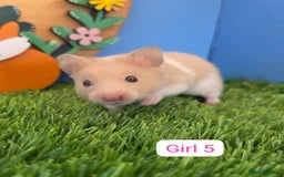 Hamster rodents for sale: Baby Syrian Hamster Male Female Boy Girl Pedigree  - Image 4