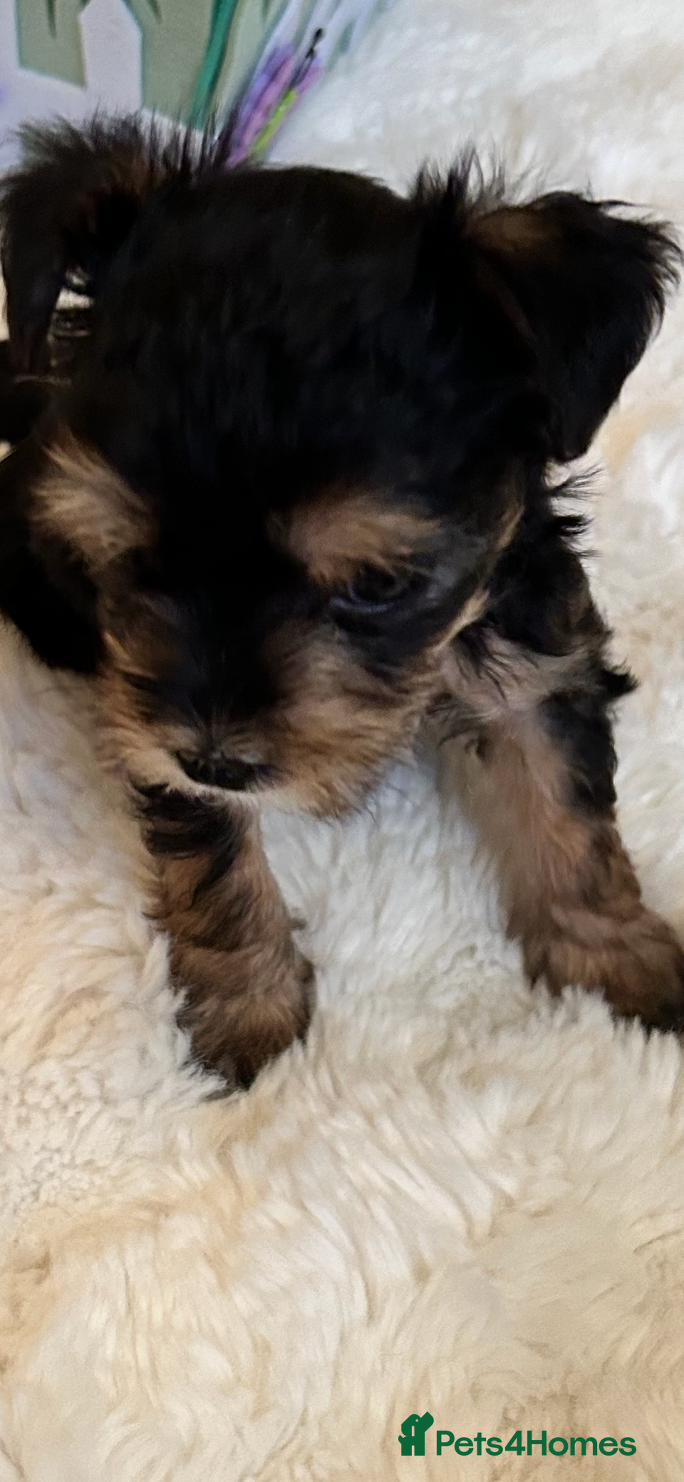 Morkie dogs Miniature morkie teddy bears  - Advert 4