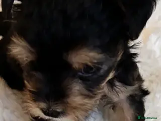 Morkie dogs Miniature morkie teddy bears - Advert 4