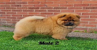 Chow Chow dogs - Advert 3