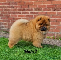 Chow Chow dogs - Advert 3