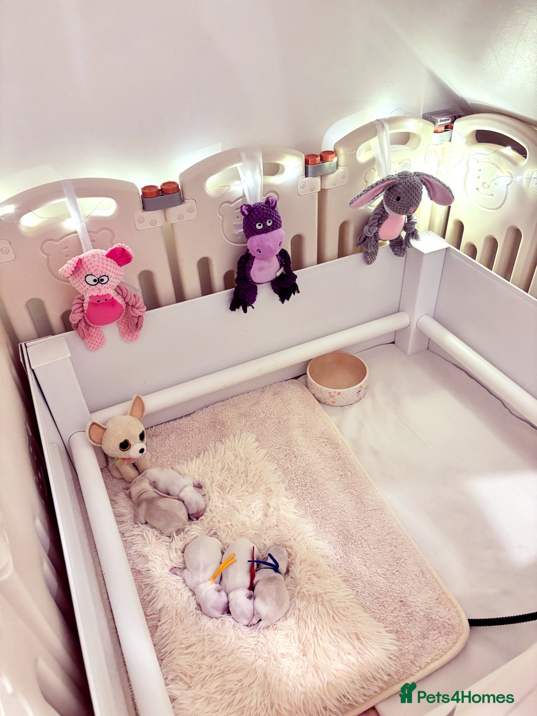 Chihuahua dogs for sale: KC registered beautiful chihuahua puppies - Advert 5