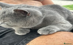 British Shorthair cats for stud: Sully the gentle Stud 🐾💙 - Image 3