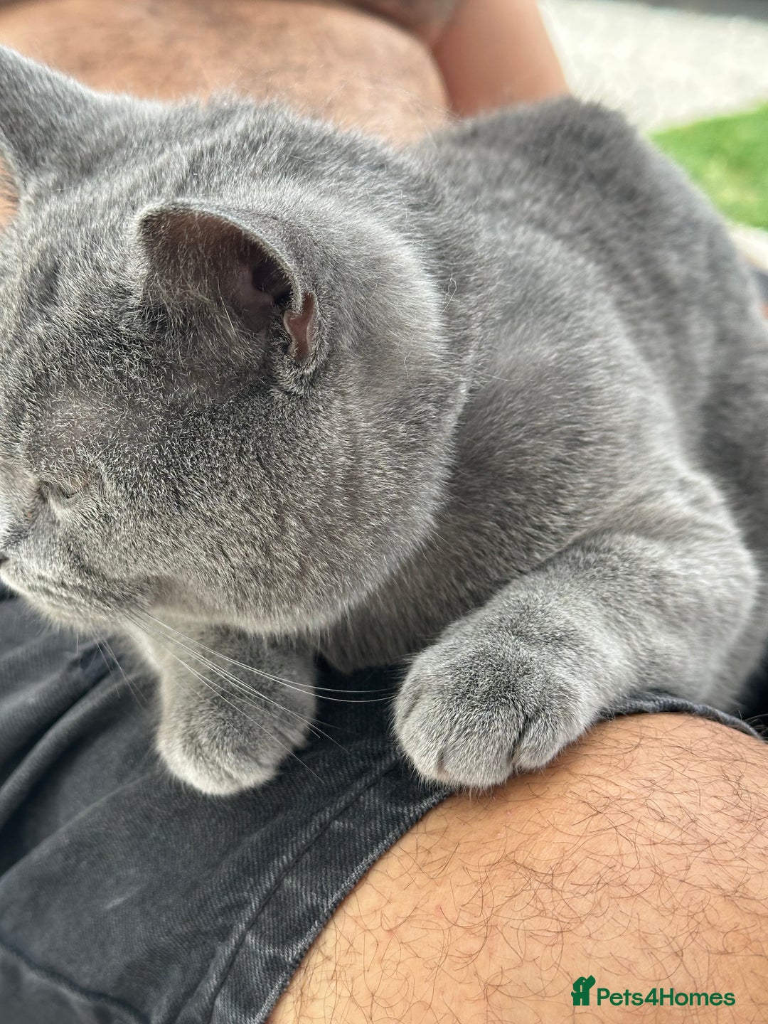 British Shorthair cats for stud: Sully the gentle Stud 🐾💙 - Image 3
