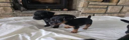 Patterdale Terrier dogs for sale: Fantastic Patterdale terrier pups D&D  - Advert 13