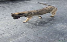 German Shepherd dogs for sale: German Shepherd  - Image 3