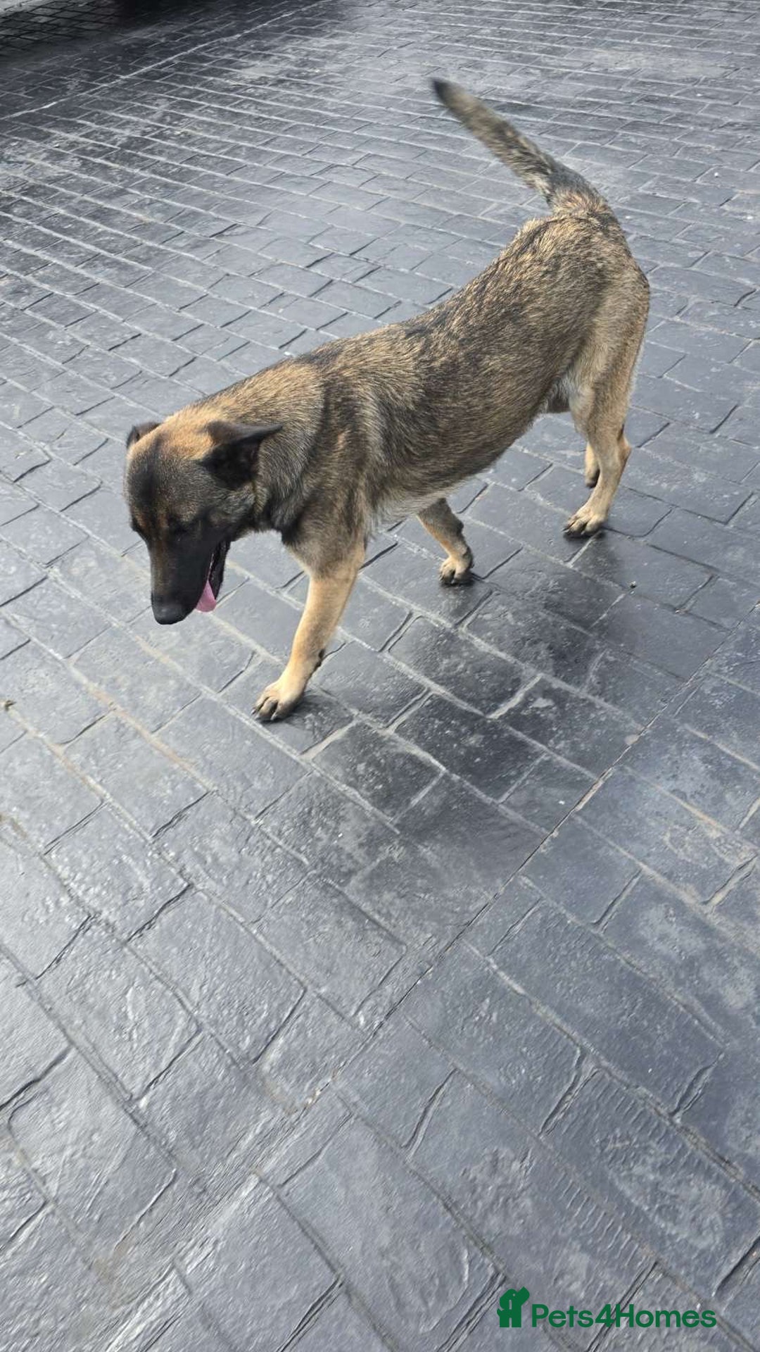 German Shepherd dogs for sale: German Shepherd  - Image 3