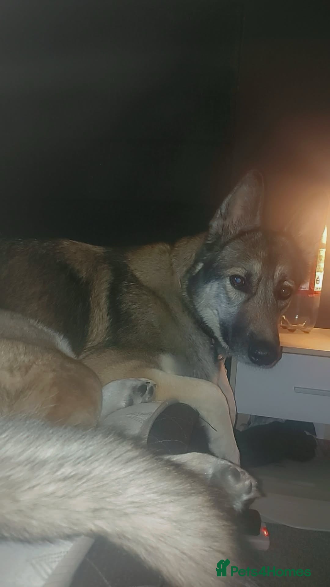 German Shepherd dogs for sale: River female German shepherd  - Advert 2