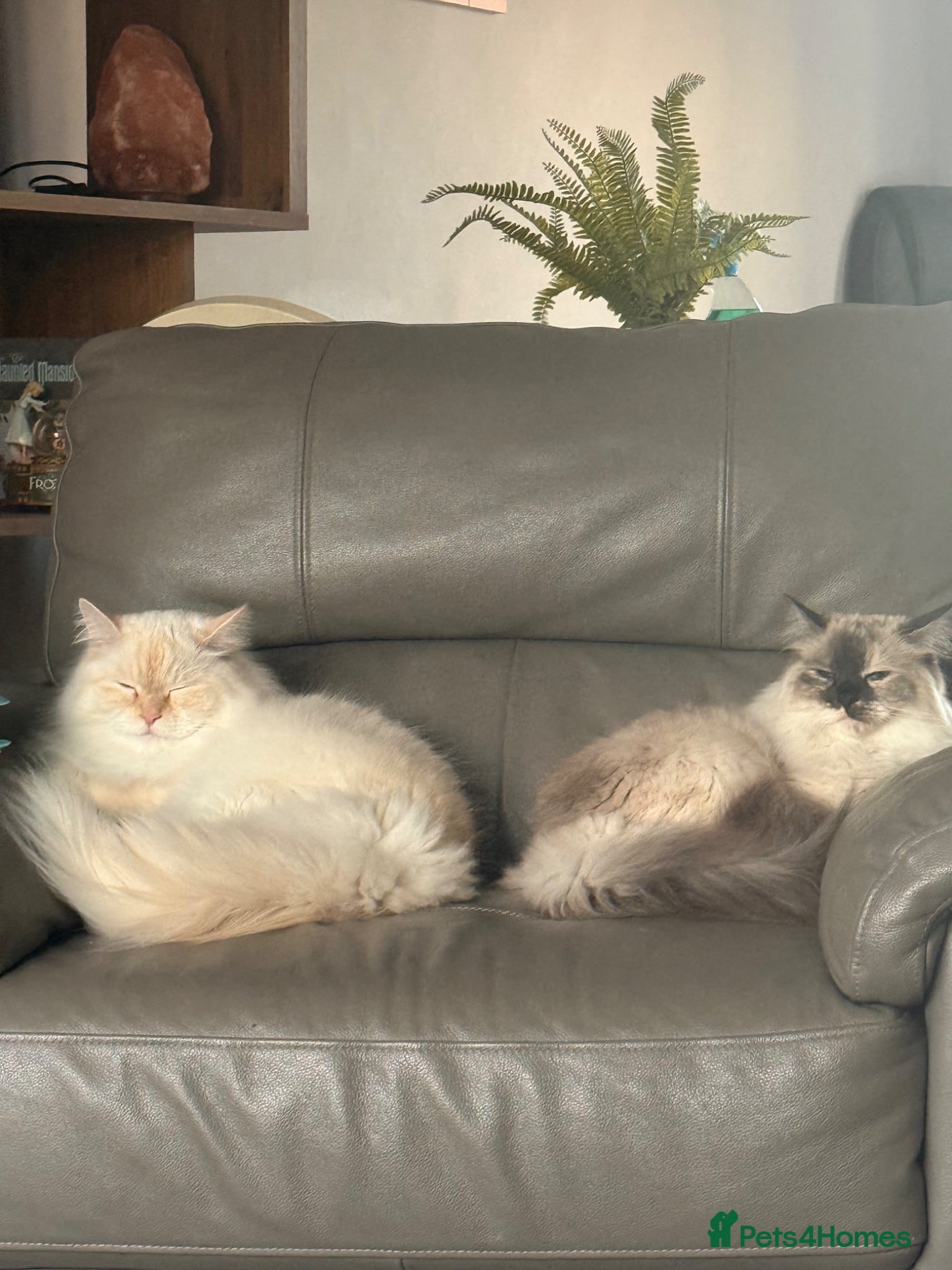 Siberian cats Sad sale 2 beautiful Siberian registered cats  - Advert 6