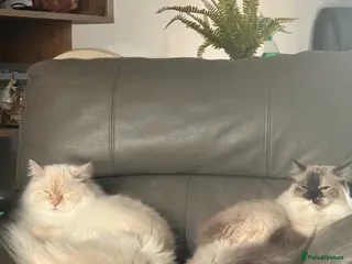 Siberian cats Sad sale 2 beautiful Siberian registered cats - Advert 1