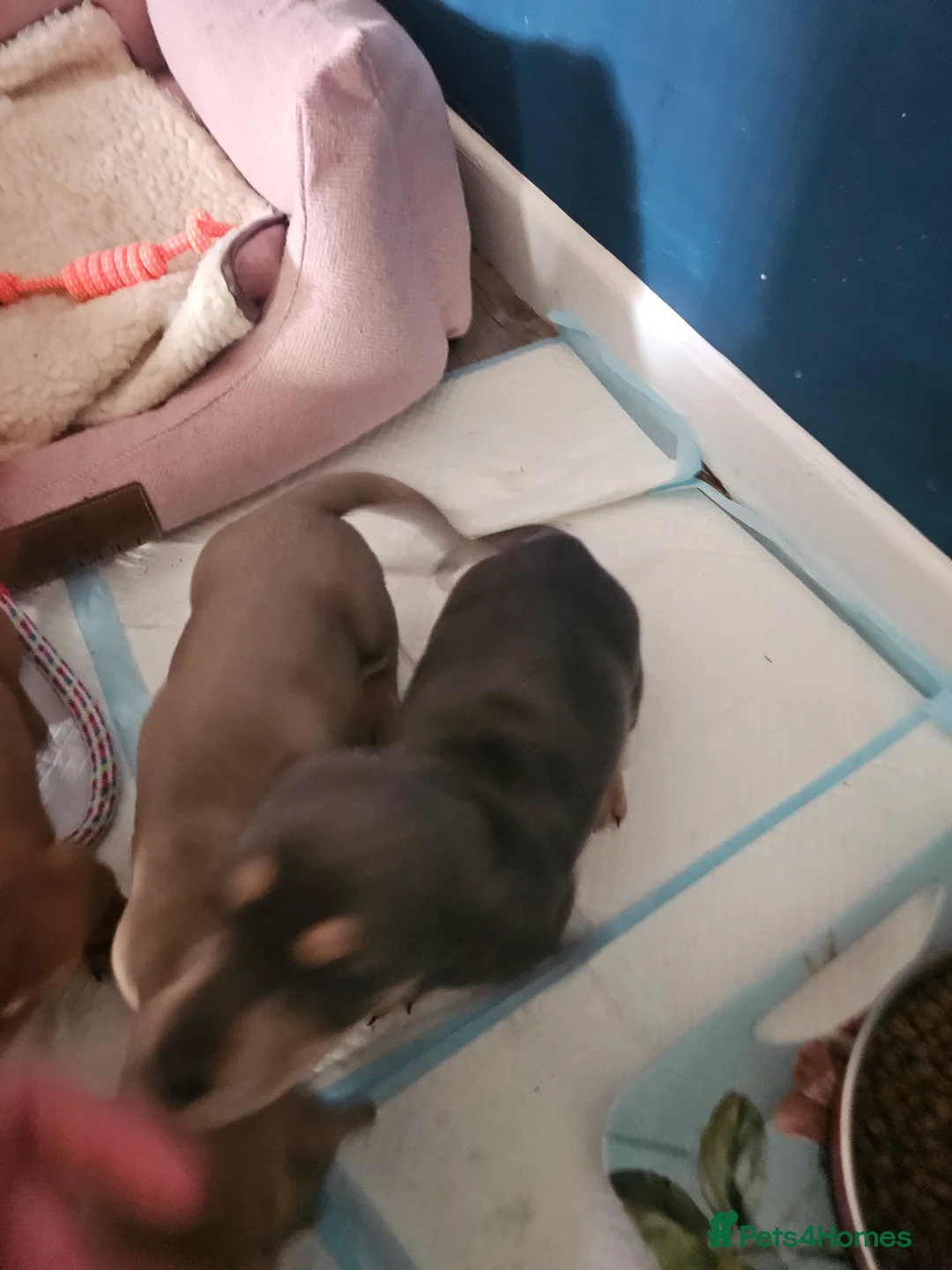Miniature Dachshund dogs for sale: Kc registers mini smoothaired dachshund puppies - Advert 8
