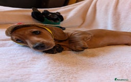 Miniature Dachshund dogs for sale: Ready to leave Miniature dachshunds cearphilly  - Image 16