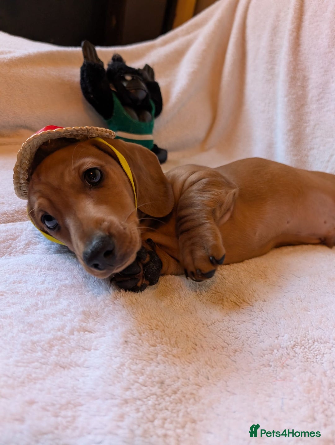 Miniature Dachshund dogs for sale: Ready to leave Miniature dachshunds cearphilly  - Image 16