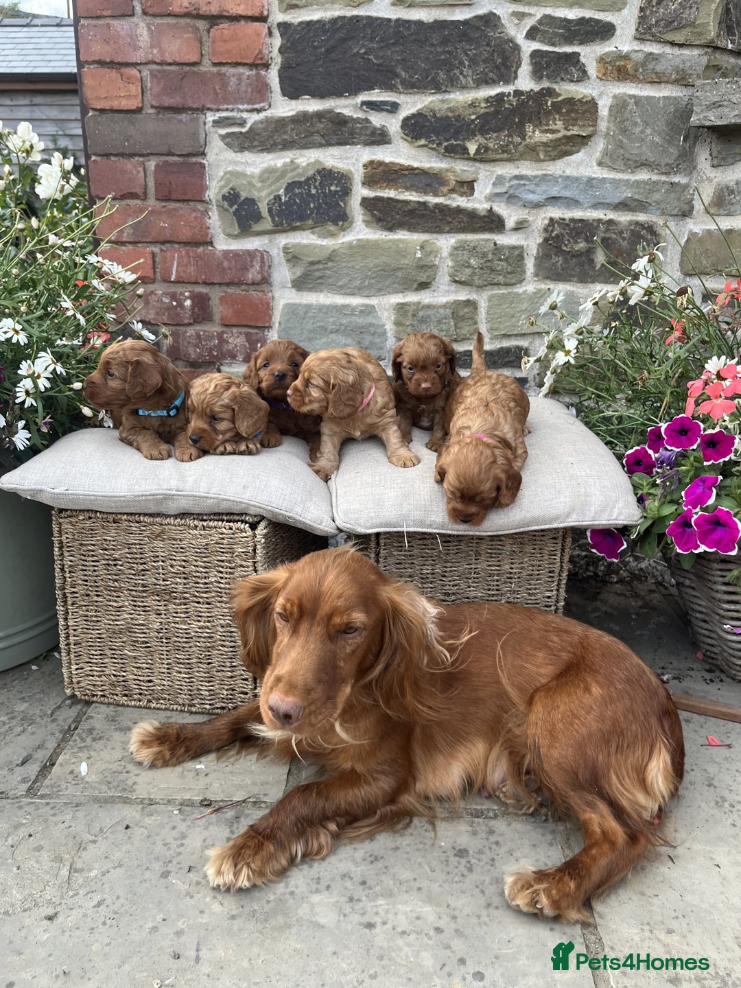 Cockapoo dogs for sale: Beautiful Toy Cockapoo puppies - Image 11