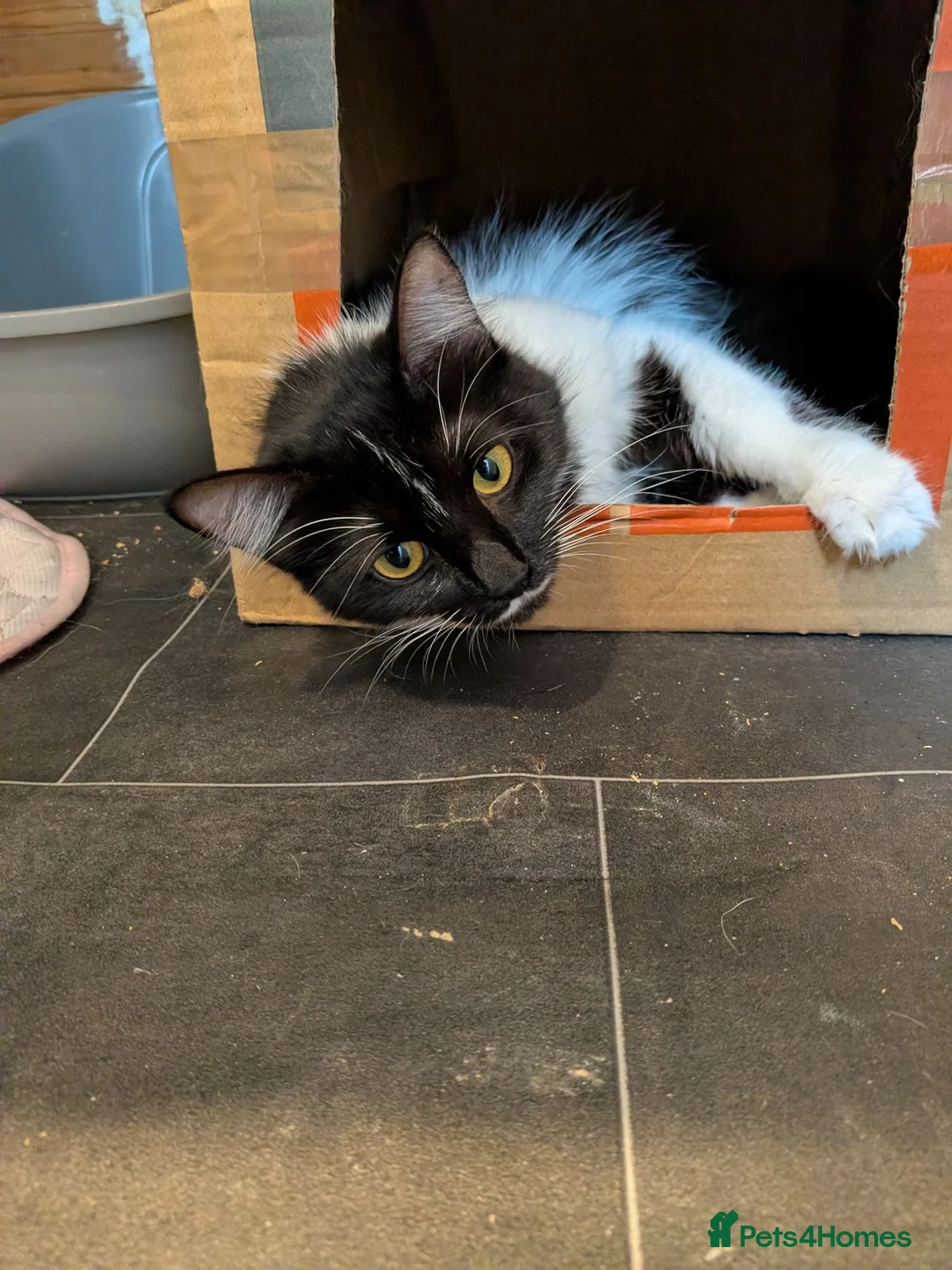 Mixed Breed cats for sale: 1/4 ragdoll kittens in Tunbridge Wells - Advert 1