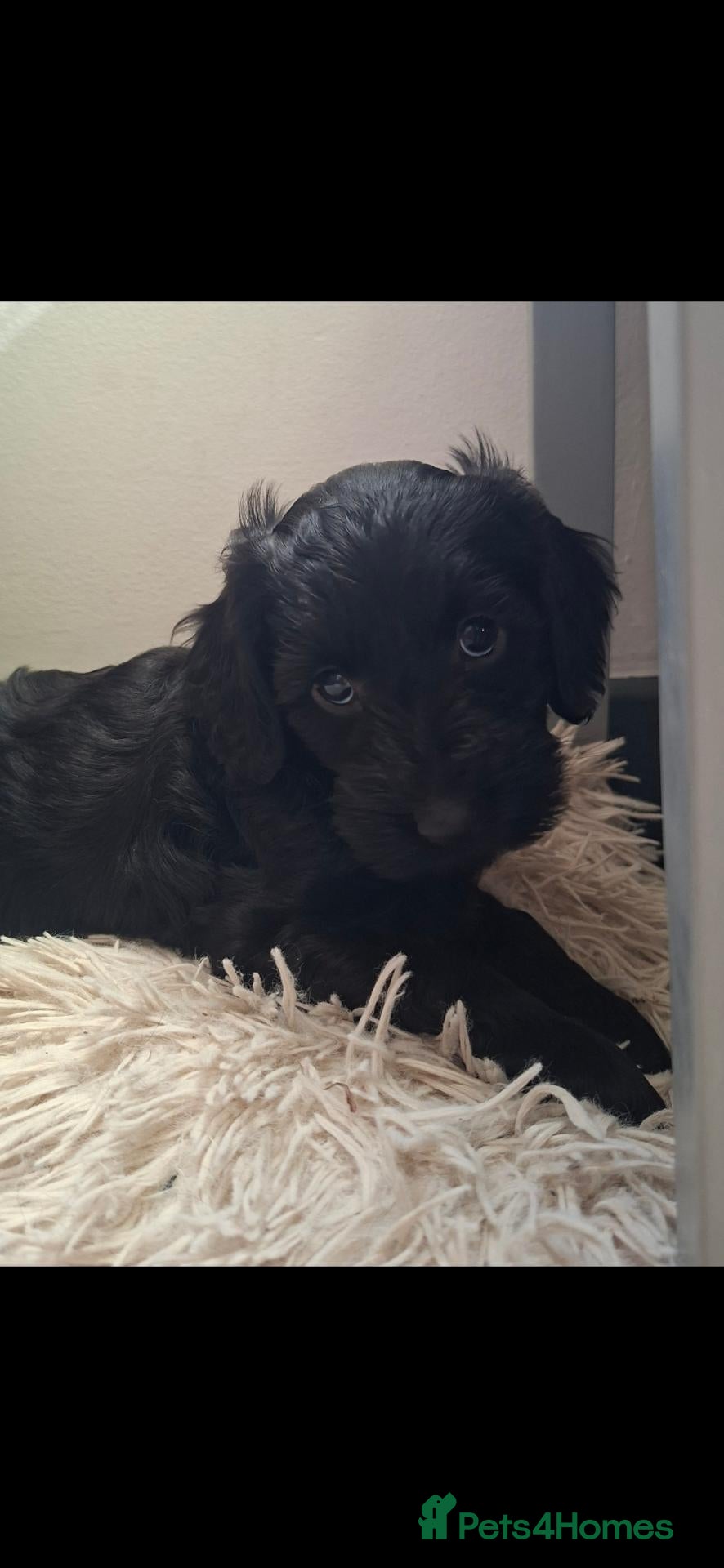 Cockapoo dogs 1 cockerpoo girl left, veiwings se9 eltham - Advert 2
