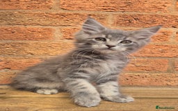 Maine Coon cats for sale: Beautiful Maine Coon kittens - Image 6