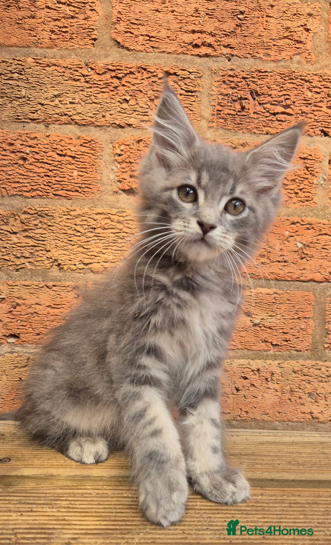 Maine Coon cats for sale: Beautiful Maine Coon kittens - Image 6