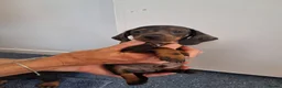 Miniature Dachshund dogs for sale: Miniature dachound - Advert 4