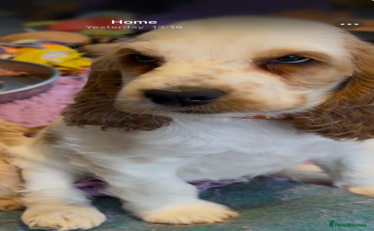 Cocker Spaniel dogs - Advert 1