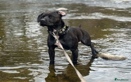 Mixed Breed dogs for sale: Staffy x for rehome ‼️ - Image 2