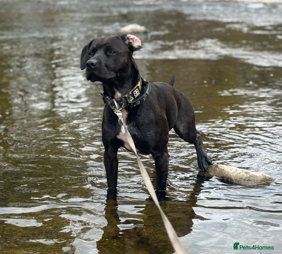 Mixed Breed dogs for sale: Staffy x for rehome ‼️ - Image 2