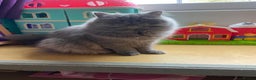 Persian cats for sale: Our beautiful pedigree Persian girl Winnie - Advert 5