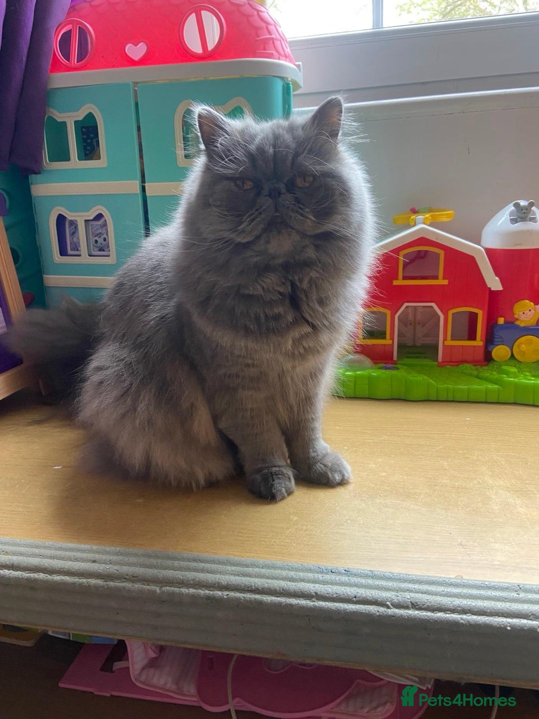 Persian cats for sale: Our beautiful pedigree Persian girl Winnie - Advert 5