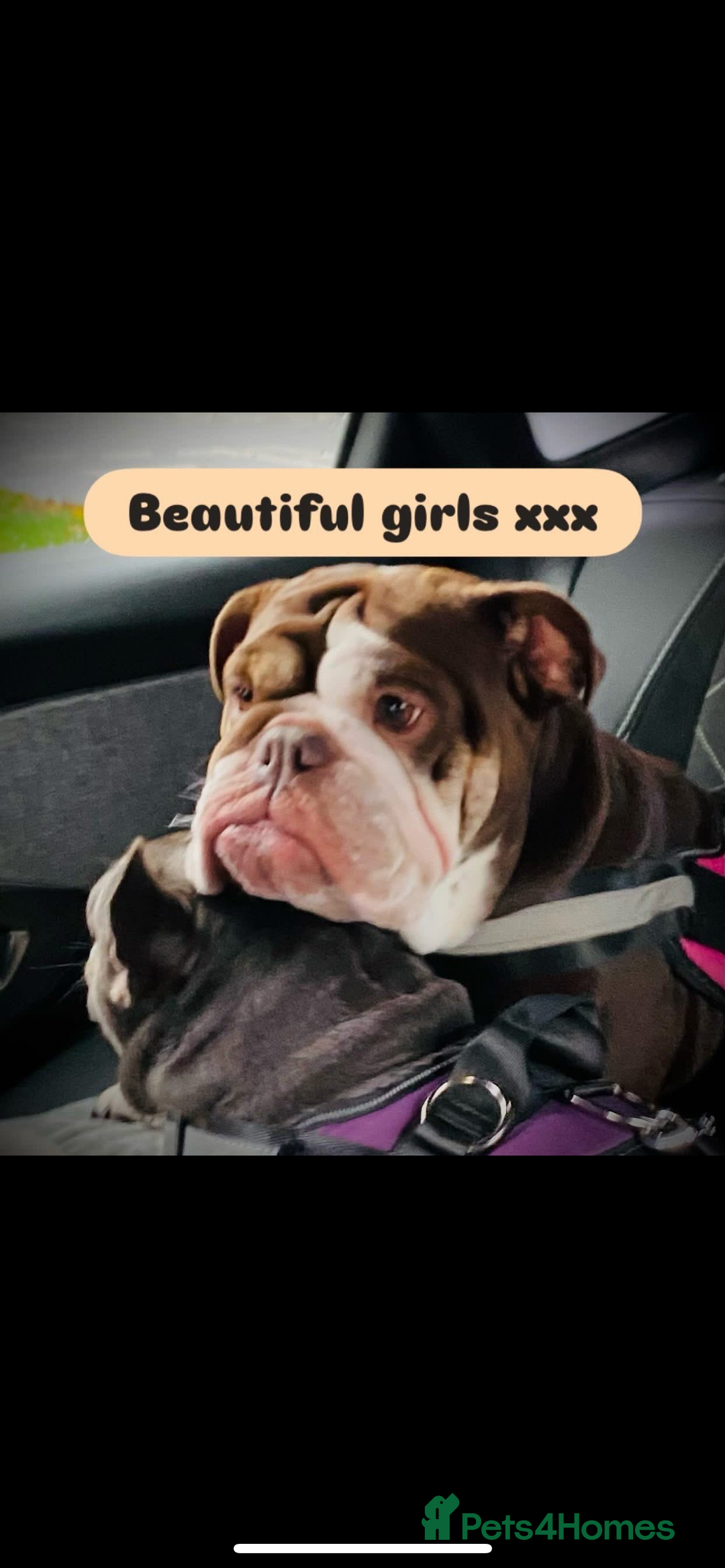 French Bulldog dogs for sale: 1French bull dog 1 English bulldog (read full add) - Advert 2