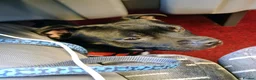 Staffordshire Bull Terrier dogs for sale: Amazing Rainbow litter of Puppy's  - Advert 2