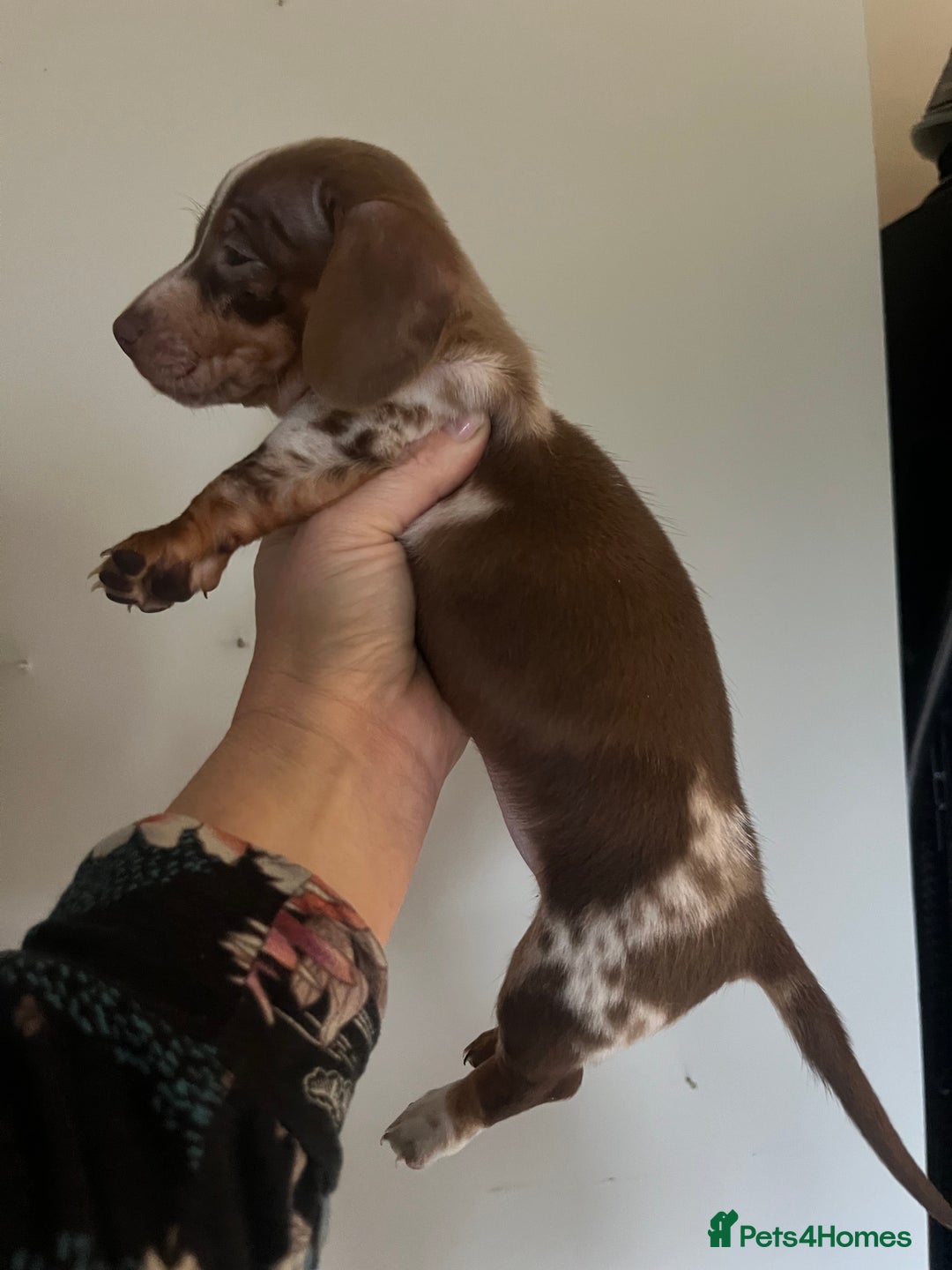 Miniature Dachshund dogs for sale: 💞Ready now Miniature dachshund 💞 - Advert 11