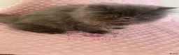 Persian cats for stud: Solid blue Persian stud  - Advert 5
