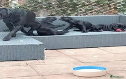 Cane Corso dogs for sale: Cane Corso puppies 14/11/25 - Image 7