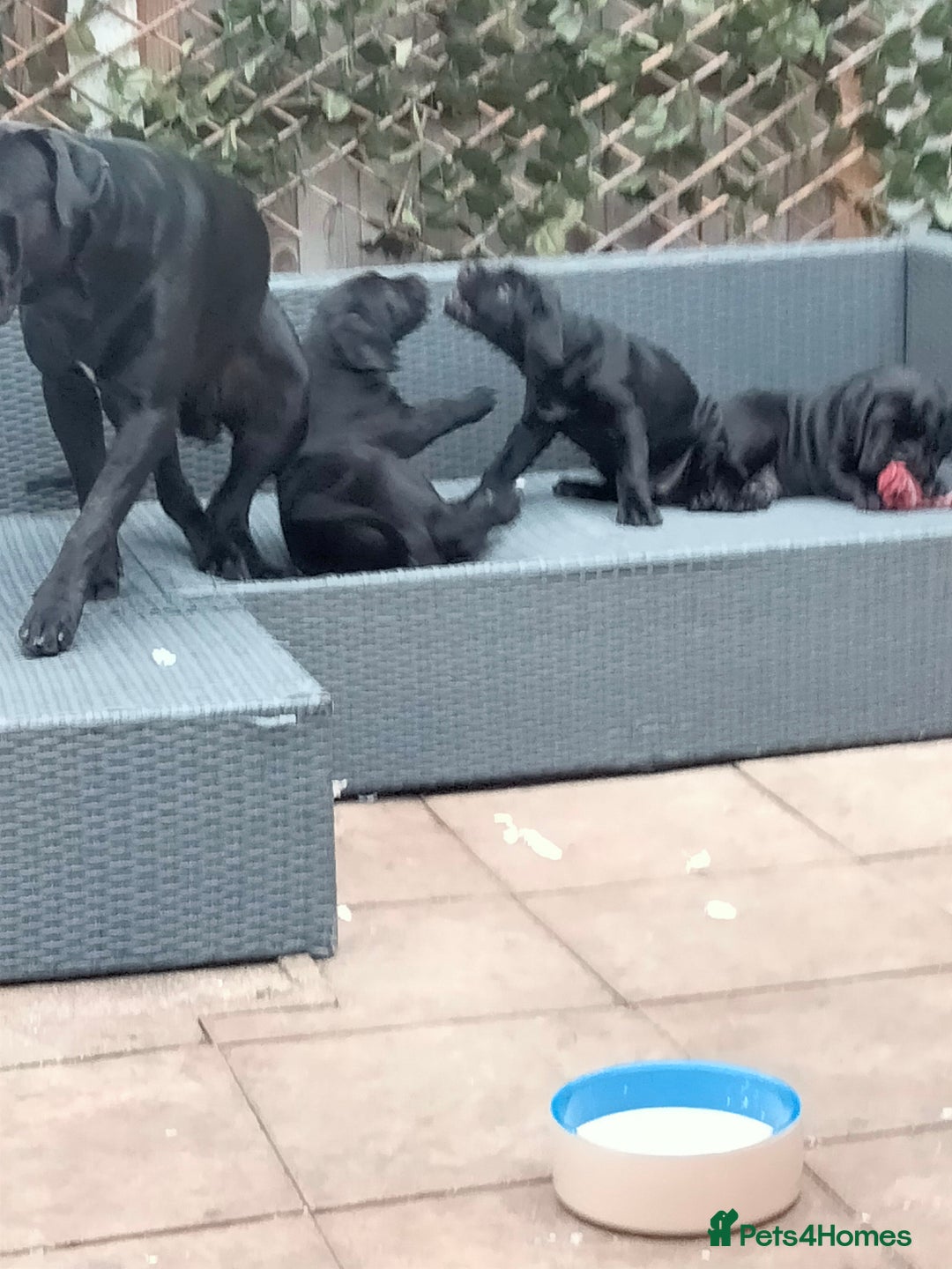Cane Corso dogs for sale: Cane Corso puppies 14/11/25 - Image 7