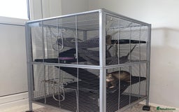 Ferret rodents for sale: Willow the Ferret - Image 2