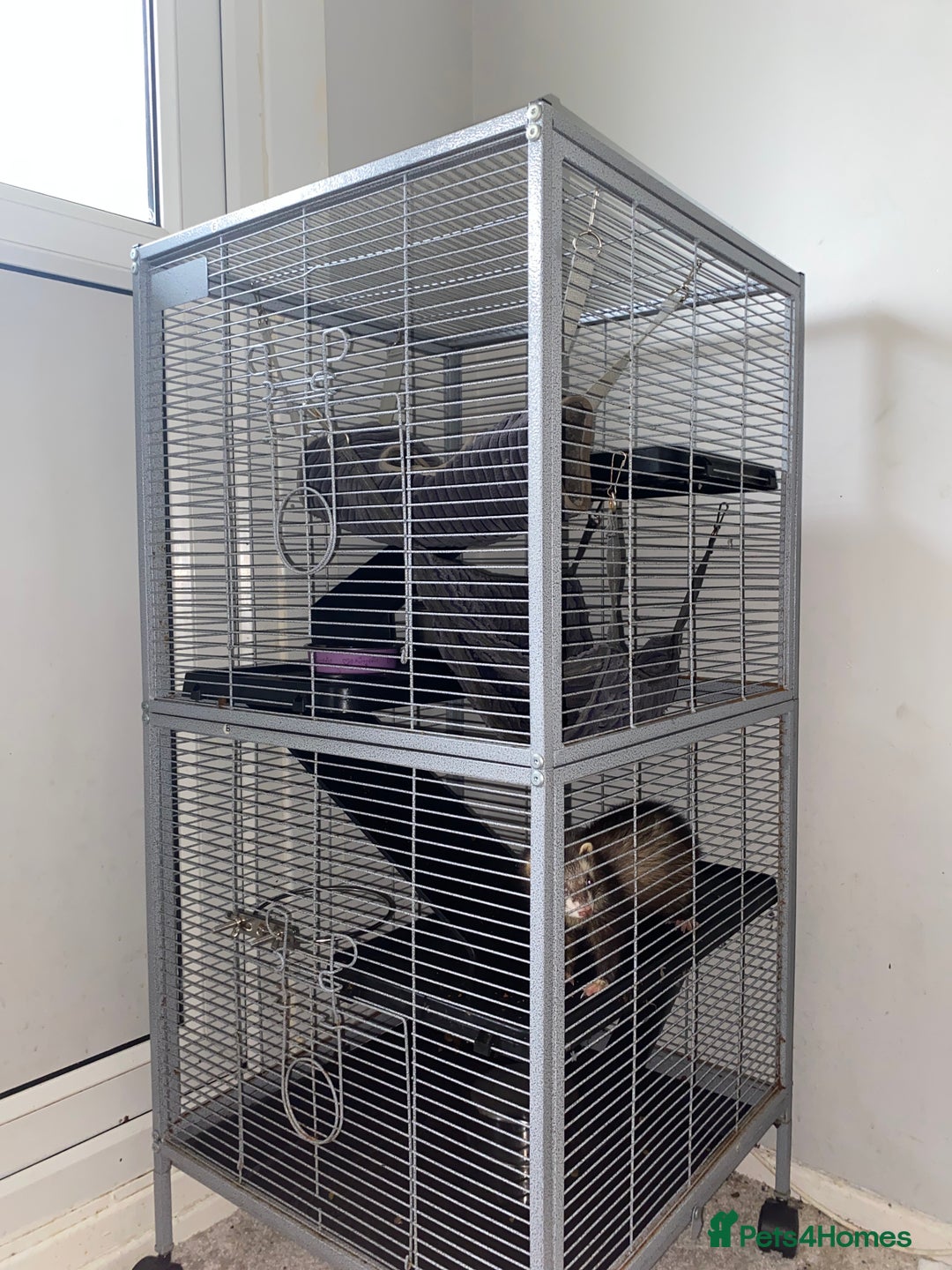 Ferret rodents for sale: Willow the Ferret - Image 2