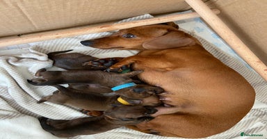 Miniature Dachshund dogs - Advert 1