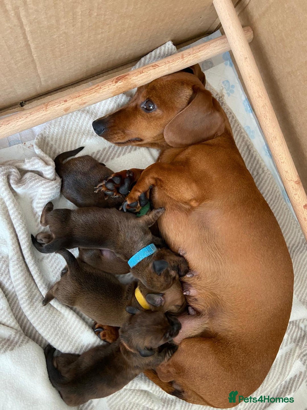 Miniature Dachshund dogs for sale: Miniature dachshund  - Image 10