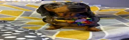 Miniature Dachshund dogs for sale: Beautiful miniature dachshund puppies  in Wednesbury - Advert 20