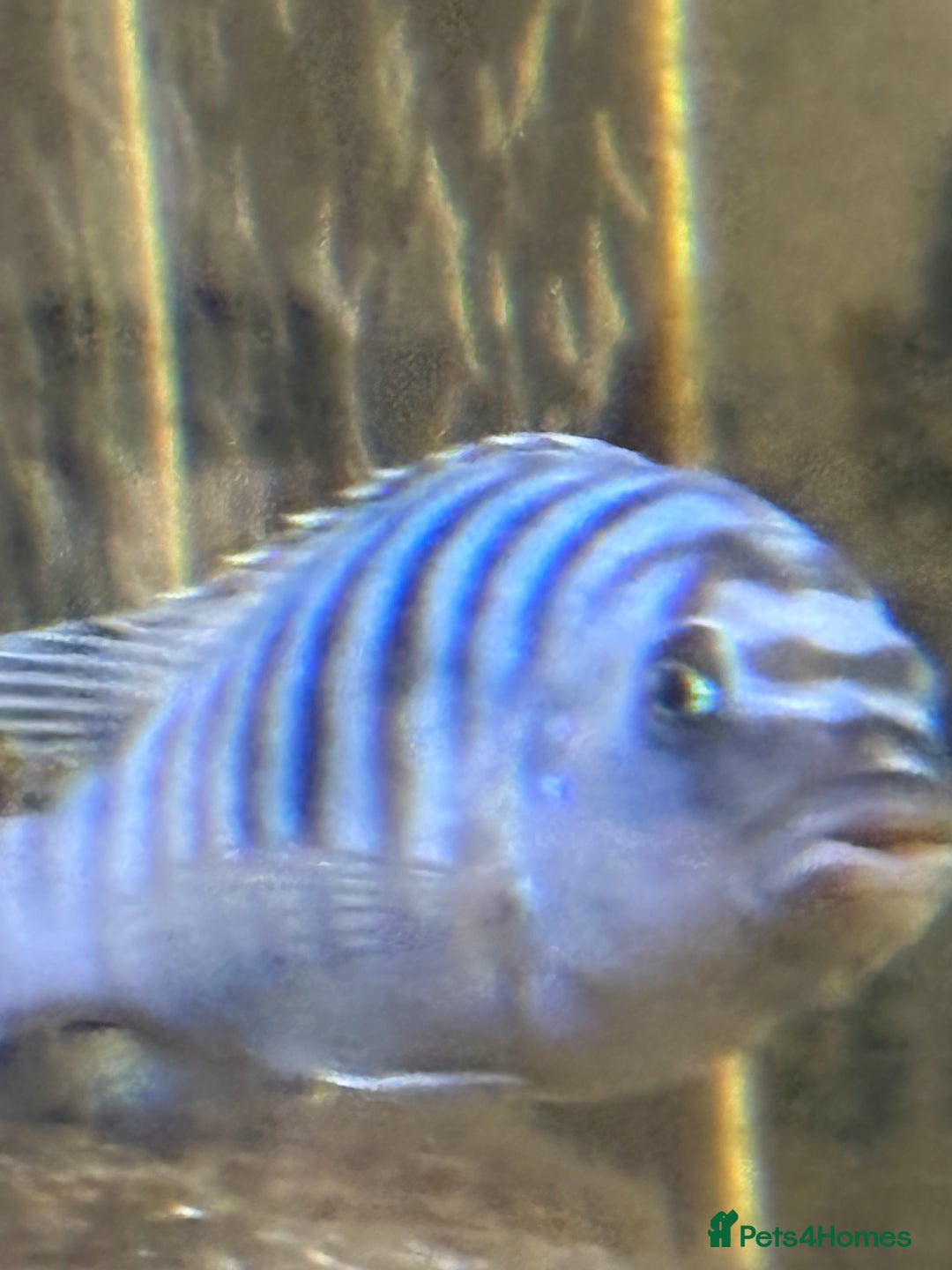 Cichlids fish for sale: Malawi cichlids for sale  - Advert 1