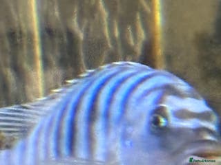 Cichlids fish Malawi cichlids for sale - Advert 13