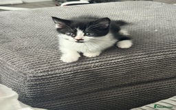 Mixed Breed cats for sale: 2 lovely female kittens  - Image 5