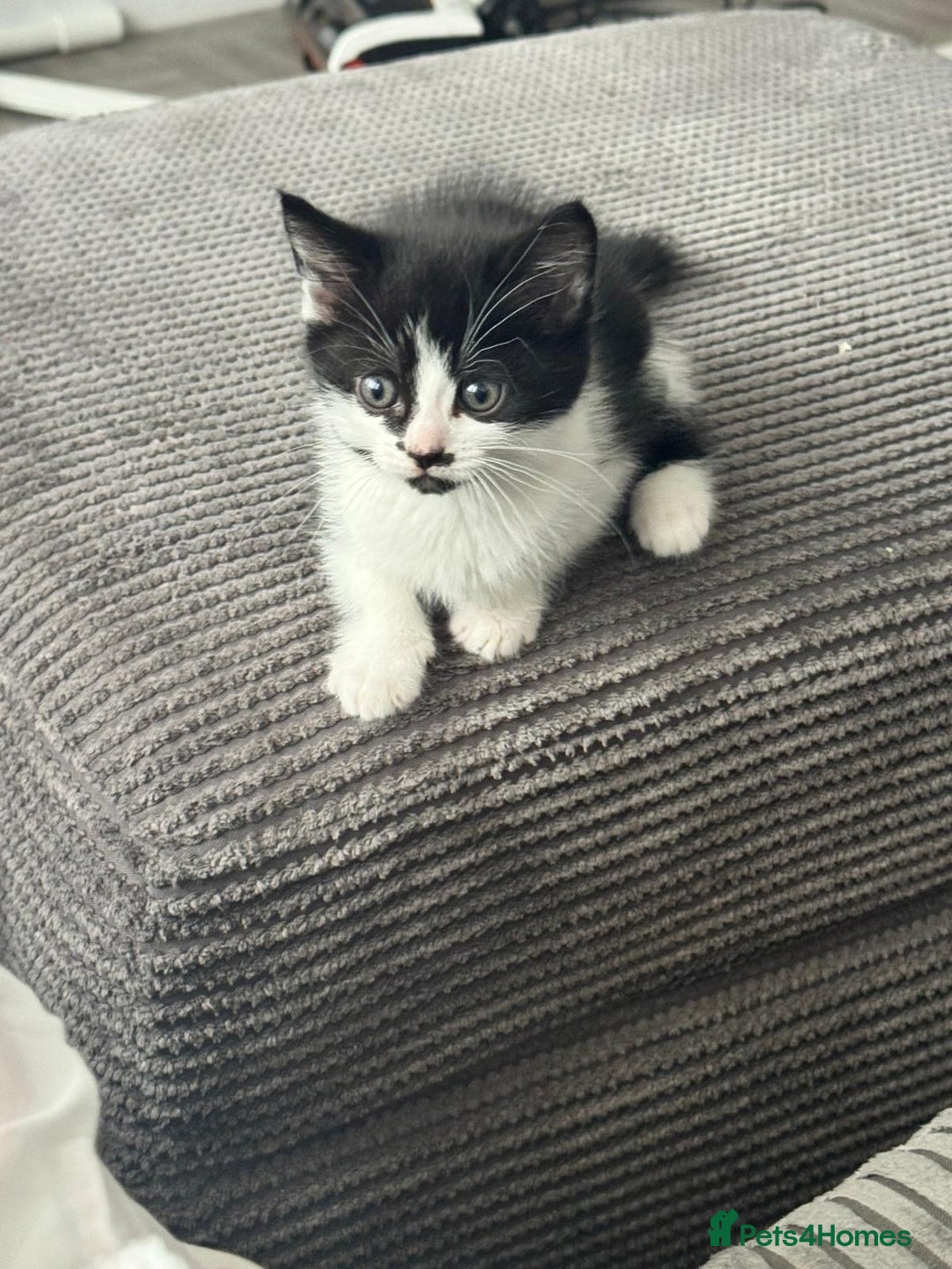 Mixed Breed cats for sale: 2 lovely female kittens  - Image 5