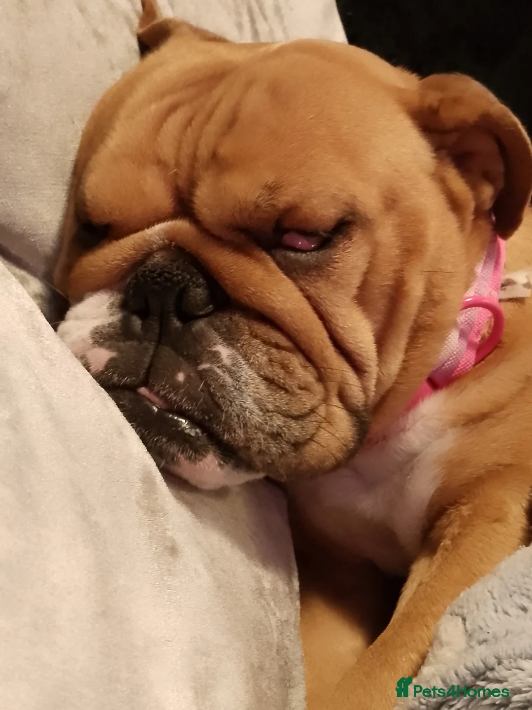 English Bulldog dogs for sale: Miniature English Bulldog  - Advert 1