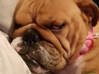 English Bulldog dogs Miniature English Bulldog - Advert 1