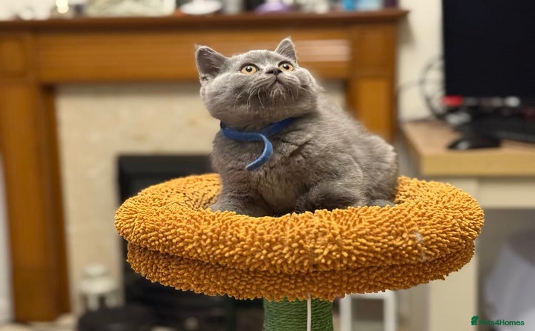 British Shorthair cats - Advert 16