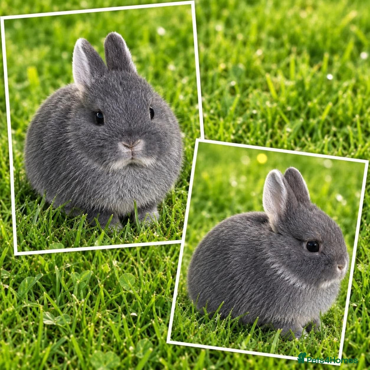 Netherland Dwarf rabbits Netherland dwarf blue otter does - Advert 2