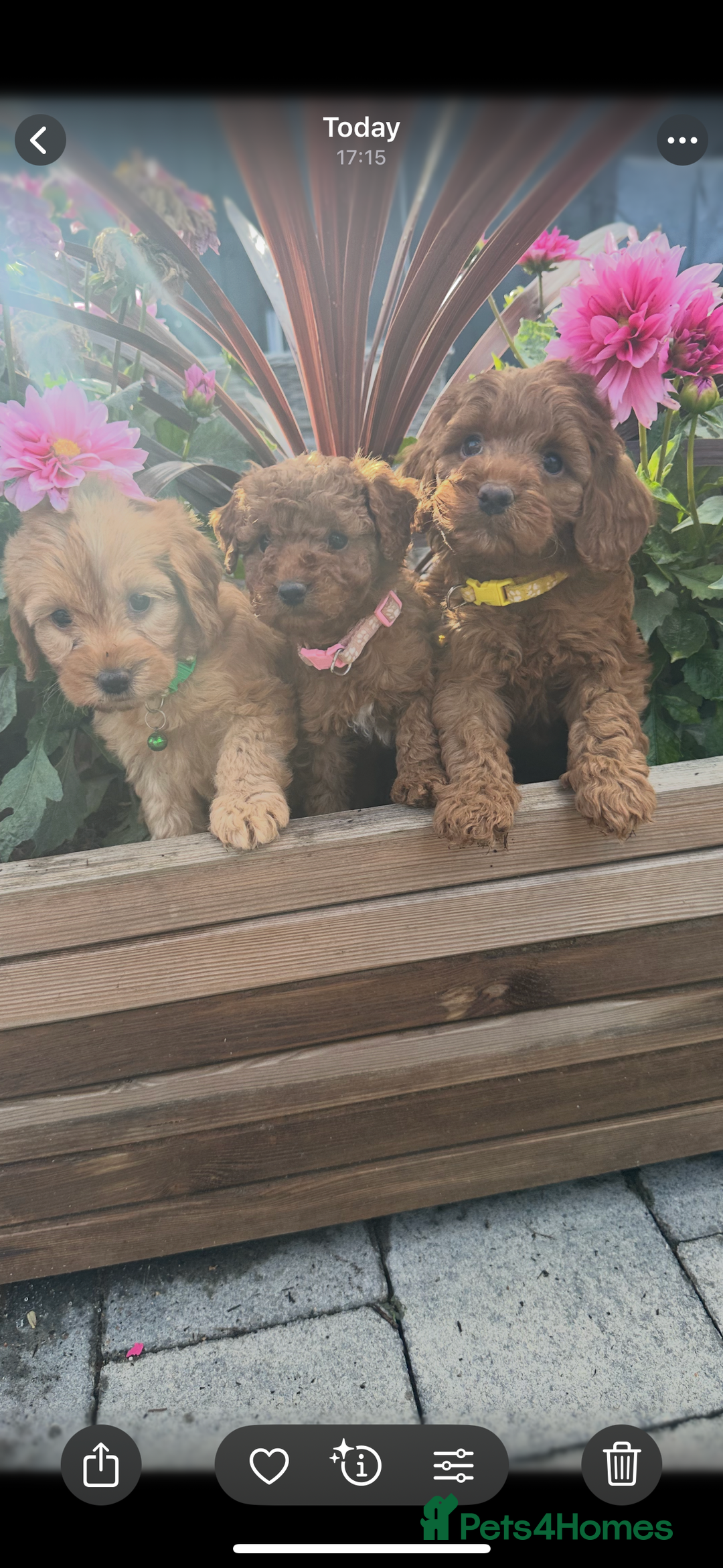 Labradoodle dogs for sale: F1b fox red labradoodle  - Image 1