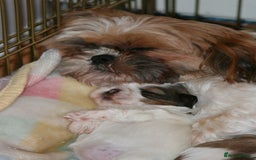 Shihpoo dogs for sale: Shihtzu x poodle  - Advert 2